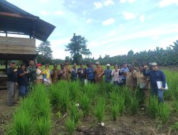 Pemkab Maybrat Gandeng Unsrat Manado Tanggulangi Hama Penyakit Pertanian Di Maybrat