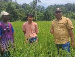 Padi Ladang Kamundan Akan Dipanen Bersama Forkompinda Maybrat, PBD Dan PB