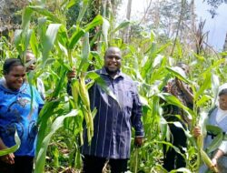 Awali 2025, Pj Sekda Ferdinandus Pimpin Pane Raya Jagung di Sune Maybrat